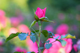 Fototapeta  - Róża - kwiat róży w ogrodzie