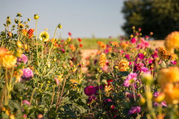 Colorful field of flowers