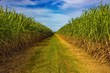 Sugarcane plantation, Australia.