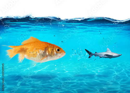 Fotomural Big goldfish attacks a scared shark in the ocean