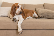 Brown And White Basset Hound Puppy Lying On The Quiet And Relaxed Quiet Sofa. Large Paws And Ears Dog Indoors