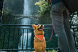 waterfall dog
