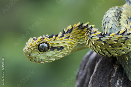 Plakat Close-up z owłosione Bush Viper (Atheris hispida) - Venomous Snake