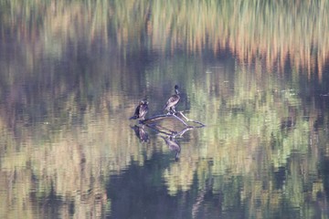 Birds. Riverfront Regional Park - is just minutes west of downtown Windsor and surrounded by classic Wine Country scenery. The park features two beautiful lakes for fishing, kayaking, canoeing.