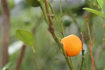 Orange tree in garden