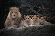 Löwe mit Jungtieren