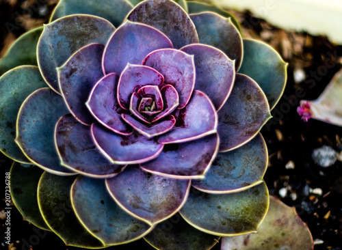 Foto  succulent 3