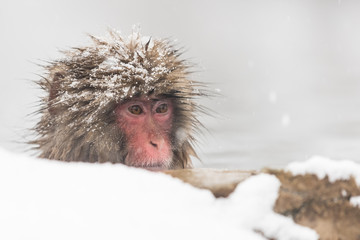 Jigokudani Monkey Park , monkeys bathing in a natural hot spring at Nagano , Japan