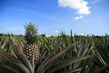 Pineapple Agricultural On Sunlight Background