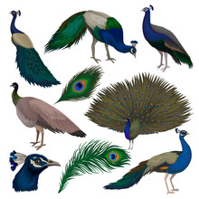 Detailed Flat Vector Set Of Beautiful Peacocks. Wild Bird With Colorful Feathers. Wildlife And Fauna Theme