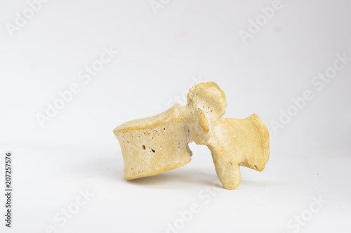 Fotografía side view of isolated human lumbar vertebra in white background with space for t
