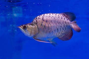 Wall Mural - Amazing Hunchback Arowana Silver this is a favorite collector. The Asian arowana comprises several phenotypic varieties of freshwater fish distributed geographically across Southeast Asia.