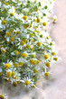 bunch of roman chamomile lying on a table
