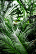 © 279photo - exotic green plant leaves closeup in greenhouse