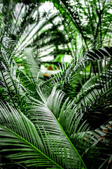 Naklejka na meble exotic green plant leaves closeup in greenhouse