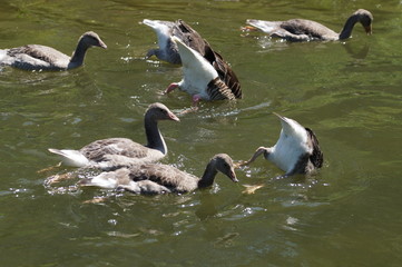 Kopf unter Wasser