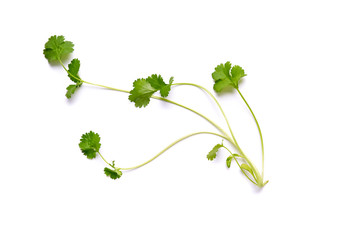 Wall Mural - Coriander garden, cooking herb Isolated against a white background.