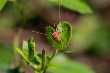 Daddy Long Legs macro