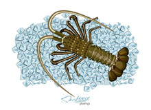 Spiny Lobster On Ice Cubes In Cartoon Style. Fresh Spiny Lobster. Seafood Product Design. Inhabitant Wildlife Of Underwater World. Edible Sea Food. Vector Illustration