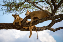 Sleeping And Relaxing Lions In A Tree