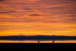 Sunrise over an african lake and two wildebeests