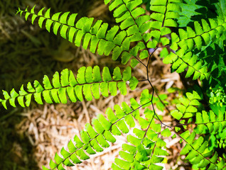 Wall Mural - macro fern curved in circle in wildflower park