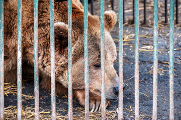 poor brown bear in a cage