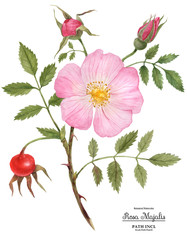 Watercolor Botanical Illustration branch of cinnamon rose