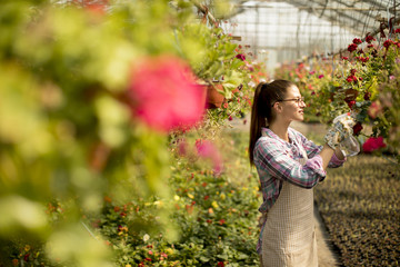 Wall Mural - Young woman working with spring flowers in the greenhouse