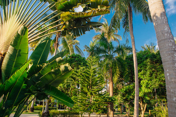 Ravenala palm, the symbol of Madagascar.