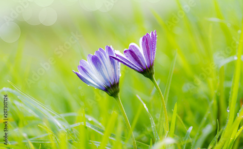 flores en el campo