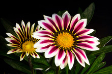 Close Up Of Gazania Flower Or African Daisy On A Black Background