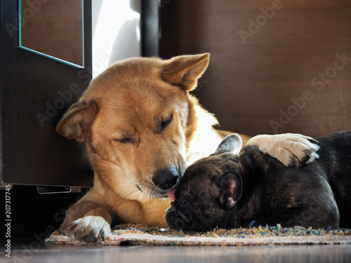Fotografia  Huge dog affectionately hugs and licks little dog