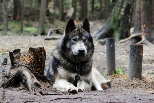 cross between an wolf Canis lupus tundrarum and an Alaska Malamute ...
