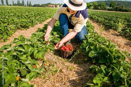 Fotografía Man picking ripe srawberries on the strawberrry plantation on a sunny summer da