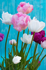 Wall Mural - Tulip Angelique. Tulip flower