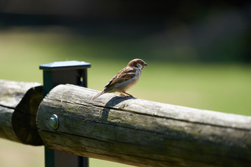 small sparrow sitting on fence on sunny day