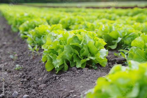Foto Verschiedenen Blattsalate auf dem Feld, Ackerbau