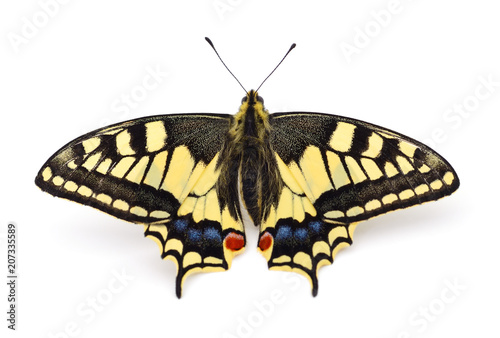Cuadros en Lienzo Old World Swallowtail (Papilio machaon) butterfly.