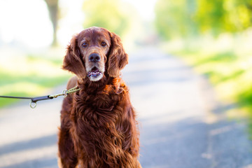 A beautiful Irish Red Setter out for a walk