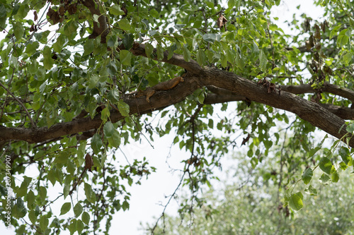 Fotografie, Obraz The squirrel lies on a tree branch in Dallas city park on a sunny day