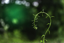 Young Shoot Of A Plant In The Form Of A Question Mark On A Blurred Green Background