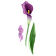 Leinwanddruck Bild - Purple callas. Floral botanical flower. Wild spring leaf wildflower isolated. Aquarelle wildflower for background, texture, wrapper pattern, frame or border.