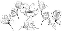 Magnolia In A Vector Style Isolated. Full Name Of The Plant: Magnolia. Vector Magnolia For Background, Texture, Wrapper Pattern, Frame Or Border.