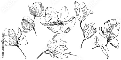 Fotomural Magnolia in a vector style isolated