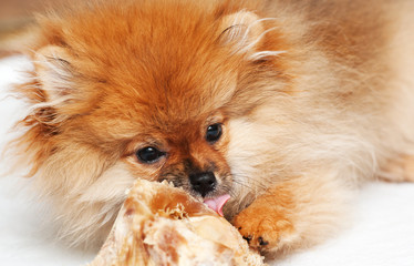 Little spitz-dog gnaws a bone