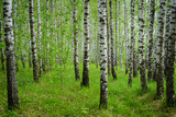 Fototapeta Las - View of birch grove