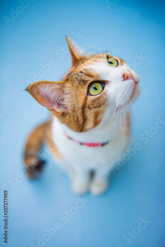 三毛猫 水色の背景 Calico Cat On Blue Background Buy This Stock Photo And Explore Similar Images At Adobe Stock Adobe Stock