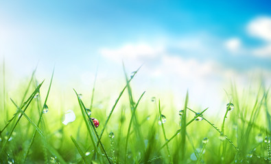 Aufkleber - Fresh juicy young grass in droplets of morning dew and a ladybug in summer spring against blue sky on nature macro. Drops of water on the grass, natural wallpaper, soft focus, copy space.