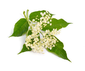 Wall Mural - Elderberry flower and leaves isolated on white backgroun